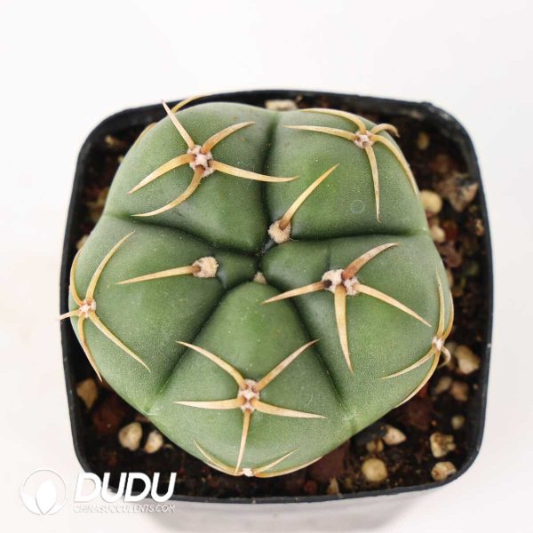 Gymnocalycium horstii - Image 2