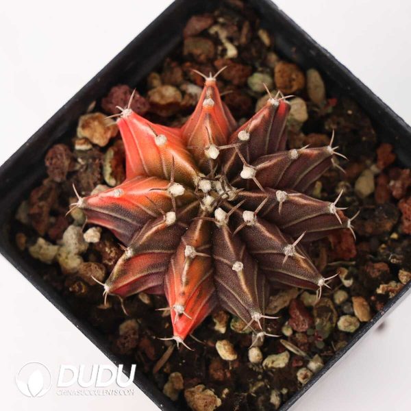 Gymnocalycium mihanovichii variegated - Image 2