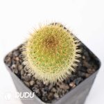 Mammillaria eriacantha - Image 2