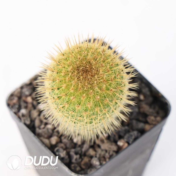 Mammillaria eriacantha - Image 2