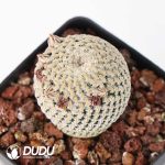 Mammillaria pectinifera - Image 2