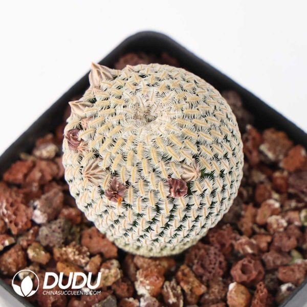 Mammillaria pectinifera - Image 2