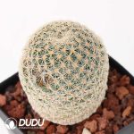 Mammillaria solisioides - Image 2