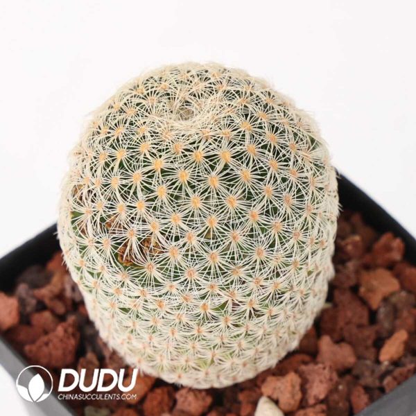 Mammillaria solisioides - Image 2