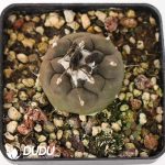 Turbinicarpus jauernigii - Image 2