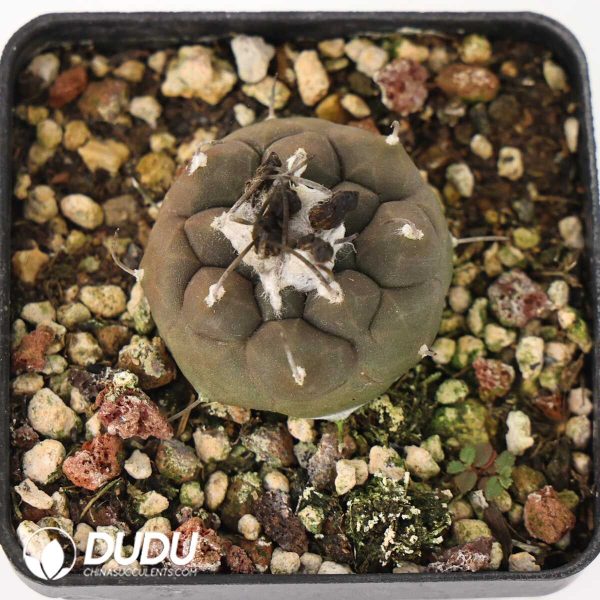 Turbinicarpus jauernigii - Image 2