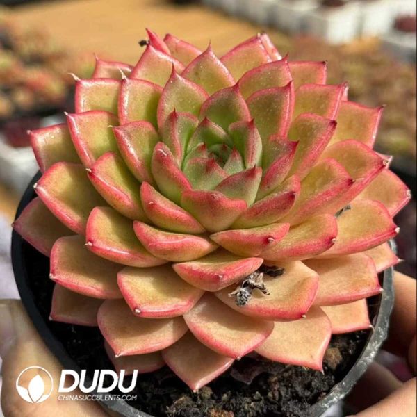 Echeveria Vigorous Orange - Image 2