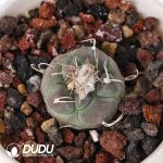 Turbinicarpus polaskii - Image 2