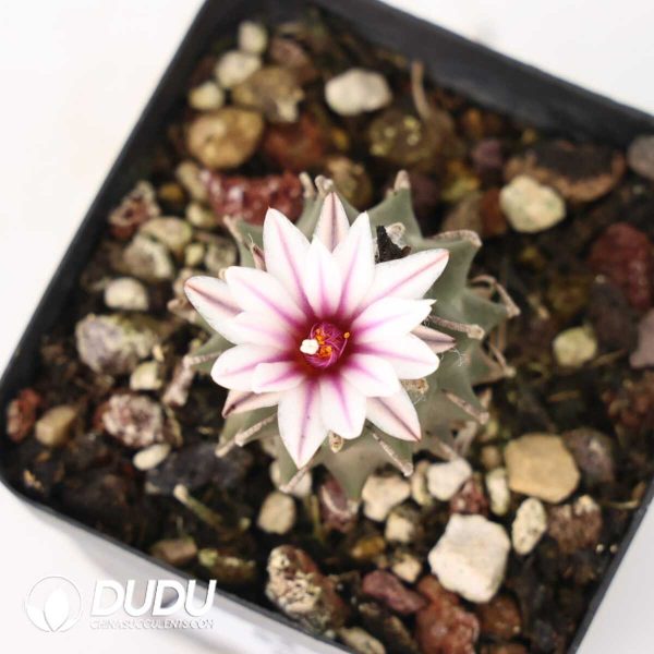 Turbinicarpus schmiedickeanus subs. andersonii - Image 2