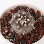 Turbinicarpus swobodae - Image 2