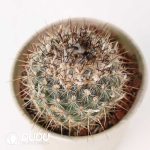 Turbinicarpus viereckii - Image 2