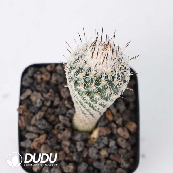 Turbinicarpus zaragosae - Image 2