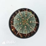 Gymnocalycium vatteri - Image 2