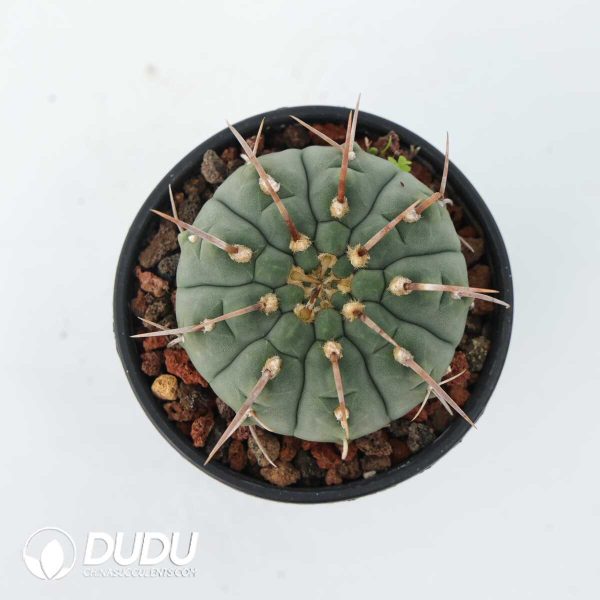 Gymnocalycium vatteri - Image 2