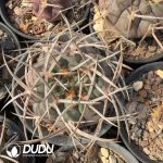 Gymnocalycium Mazanense - Image 2