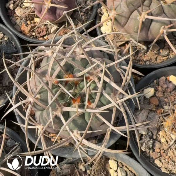 Gymnocalycium Mazanense - Image 2