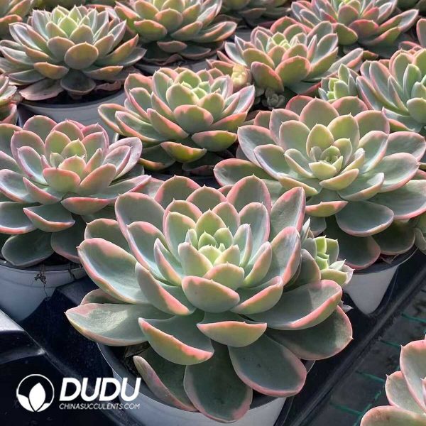 Echeveria Pink Bella Variegated - Image 2