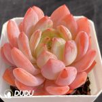 Echeveria All Star - Image 2