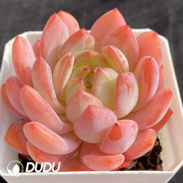 Echeveria All Star - Image 2
