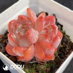 Echeveria All Star Double Heads - Image 2
