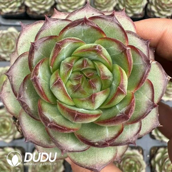 Echeveria Omega - Image 2