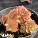 Echeveria Mini Rubel - Image 2