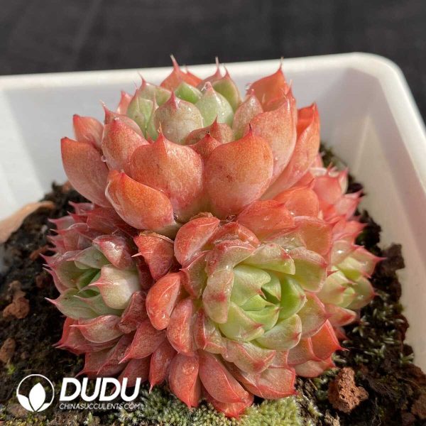 Echeveria Wine Peach Variegated - Image 2