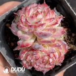 Echeveria Marcel Double Heads - Image 2