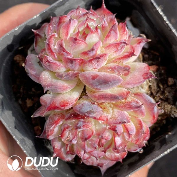 Echeveria Marcel Double Heads - Image 2