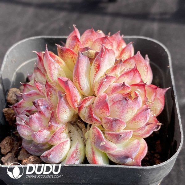 Echeveria Marcel Clusteirng - Image 2