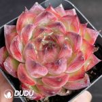 Echeveria Demon Fire - Image 2