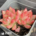 Echeveria Dream Queen - Image 2
