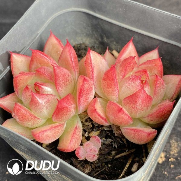 Echeveria Dream Queen - Image 2