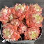 Echeveria Wine Peach Variegated Clustering - Image 2