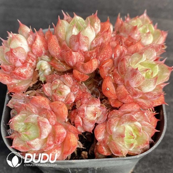 Echeveria Wine Peach Variegated Clustering - Image 2