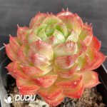 Echeveria Wine Peach Variegated - Image 2