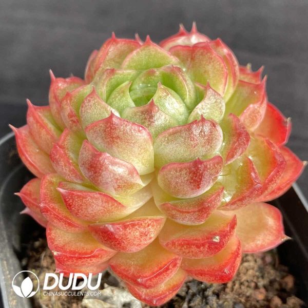 Echeveria Wine Peach Variegated - Image 2