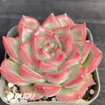Echeveria Proli - Image 2