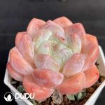 Echeveria Blushing Bride - Image 2