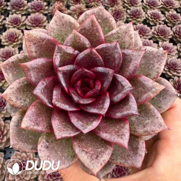 Echeveria Magic Rose - Image 2