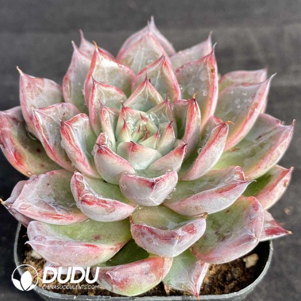 Echeveria Black Swan - Image 2