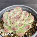 Echeveria Red Crystal - Image 2