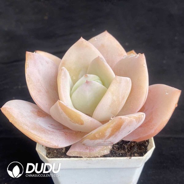 Echeveria Matcha Cake - Image 2