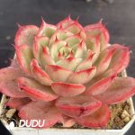 Echeveria Starbucks Variegated - Image 2