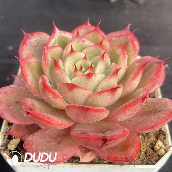 Echeveria Starbucks Variegated - Image 2