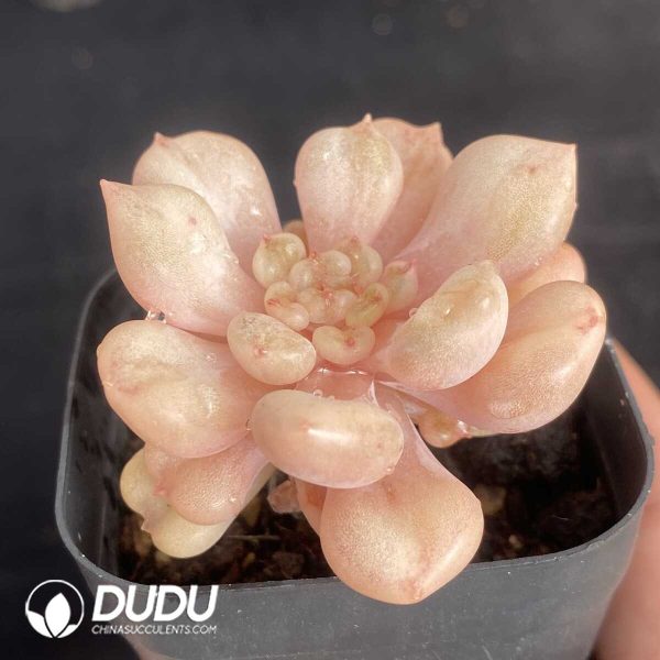 Echeveria Starbucks Variegata - Image 2