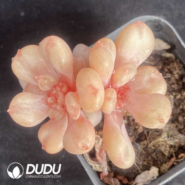 Echeveria Bill Gates Clustering - Image 2