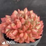 Echeveria Red King Cristata - Image 2