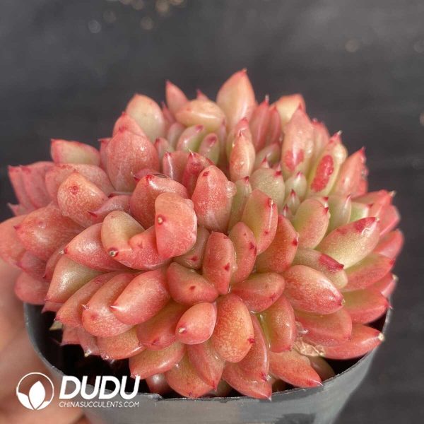Echeveria Red King Cristata - Image 2