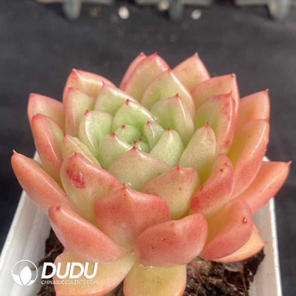 Echeveria Red King - Image 2